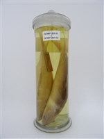 藏品(虱目魚)的圖片